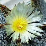 Astrophytum myriostigma 花