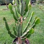 Euphorbia ingens List