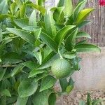 Citrus × aurantium 葉