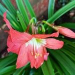 Hippeastrum puniceum Floare