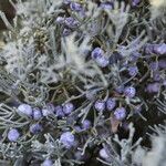 Juniperus monosperma Fruit