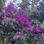 Bougainvillea glabra Flor