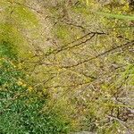 Vachellia farnesiana Kvet