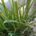 Cymbopogon nardus ᱥᱟᱠᱟᱢ