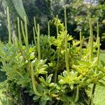 Peperomia tetraphylla Flor