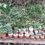 Euphorbia milii List