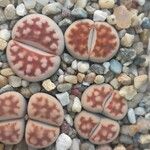 Lithops karasmontana Leaf