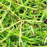 Digitaria sanguinalis Цвят