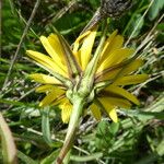 Tragopogon pratensis Fleur