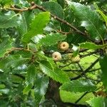 Quercus libani ഫലം