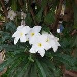 Plumeria pudica Flower
