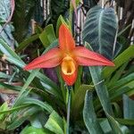 Phragmipedium besseae Flower