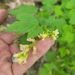 Ribes americanum List