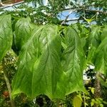 Anchomanes dalzielii Leaf