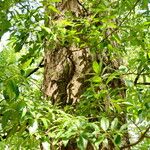 Quercus imbricaria Blatt