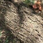 Searsia gueinzii Bark