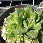 Haworthia cymbiformisLeaf