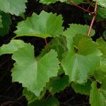 Vitis rupestris Folio