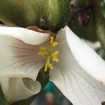 Begonia ampla Lorea