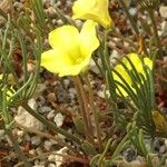 Oxalis flava