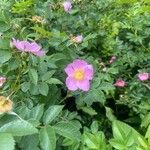 Rosa virginiana Flor