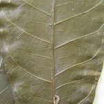 Eriotheca longitubulosa Otro