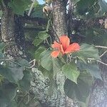 Hibiscus elatus List