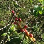 Coffea arabica Fruit