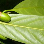 Mespilodaphne macrophylla Feuille