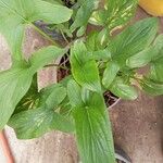 Arisarum vulgare Лист