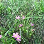 Sabatia campestris Alkat (teljes növény)