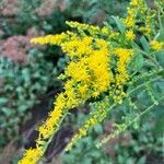 Solidago rugosaKvět