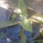 Kalanchoe gastonis-bonnieri Levél