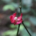 Heisteria parvifolia Fleur