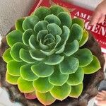 Echeveria secundaYaprak