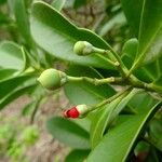 Canella winterana Fruit