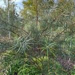 Salix rosmarinifolia Blad