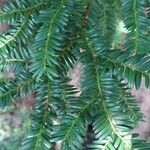 Taxus brevifoliaΦύλλο