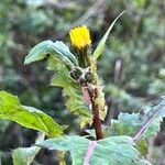 Sonchus oleraceusCvet