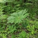 Aconitum septentrionale Blad