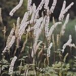 Actaea simplex Yeri