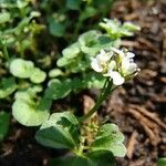 Cardamine hirsuta Flower