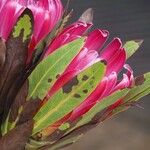 Protea neriifolia Hábito