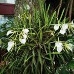 Brassavola acaulis Цвят