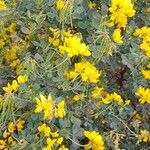 Coronilla valentina 整株植物