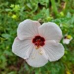 Pavonia hastata Flower