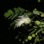 Zapoteca formosa Flower