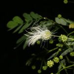 Zapoteca formosa Flor