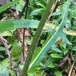 Cirsium rivulare Yaprak