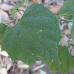 Gmelina arborea Leaf